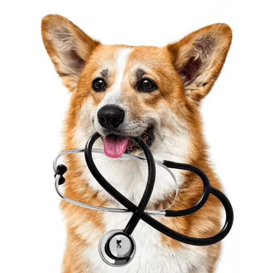 Ветеринарные аксессуары для собак