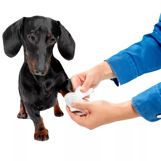 Дерматологические препараты для собак