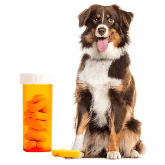 Гастроэнтерологические препараты для собак
