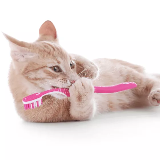 Стоматологічні засоби для котів