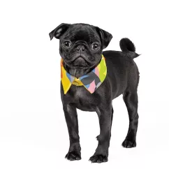 Воротник для собак Pet Fashion «Bright» XS-XS-2 (4823082421060)