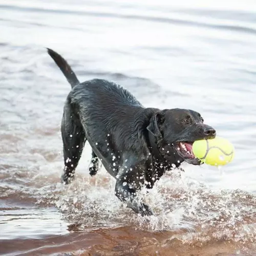 М'яч регбі Kong AirDog Squeaker Football 7,6х12,7х7,6 см (каучук) іграшка для собак - фото №3