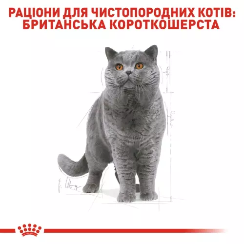 Сухой корм для взрослых кошек породы британская короткошерстная Royal Canin British Shorthair Adult| 2 кг + 12 шт х 85 г паучей влажного корма для кошек + ин... - фото №4