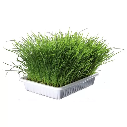 Trixie Soft Grass Трава для котів 100 г (4232) - фото №2