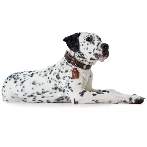 Hunter Cody Нашийник для собак шкіряний 42-48 см/35 мм темно-коричневий/коричневий (HUN65222) - фото №2