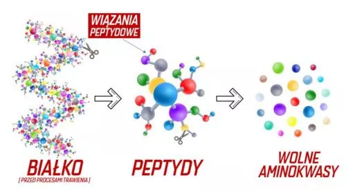 Протеїн Amix Hydro Pure Whey CFM 1600 г Шоколад (8594159539136) - фото №5