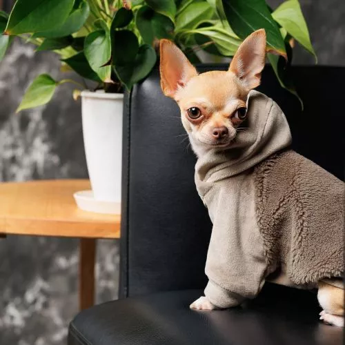 Светр Pet Fashion «Nick» для собак, розмір L, мокко (лімітована серія) - фото №3