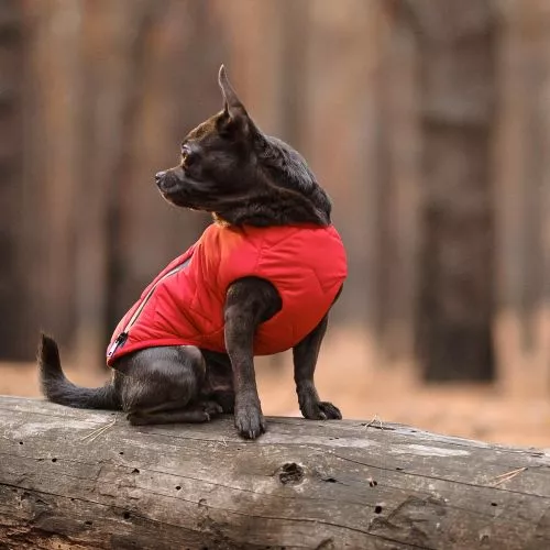 Жилет Pet Fashion «E.Vest» для собак, розмір M, червоний (PR242447) - фото №2