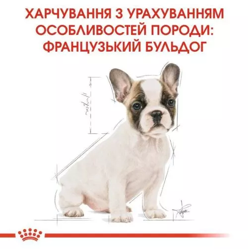 Royal Canin French Bulldog Puppy 1 kg сухий корм для цуценят та молодих собак породи французький бул - фото №3