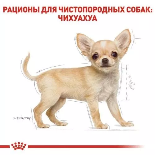 Royal Canin Puppy Chihuahua 500 g (домашняя птица) сухой корм для щенков породы - фото №4