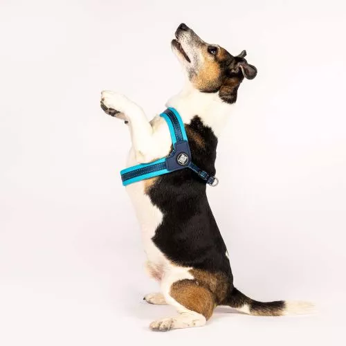 Шлей Q-Fit Harness - Matrix Sky Blue/L (702005) - фото №2