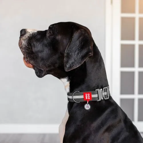 Ошейник для собак водостойкий Collar WAUDOG Waterproof с QR-паспортом, светоотражающий, металлическая пряжка-фастекс, XXL, Ш 40 мм, Дл 46-70 см серый (261711... - фото №2