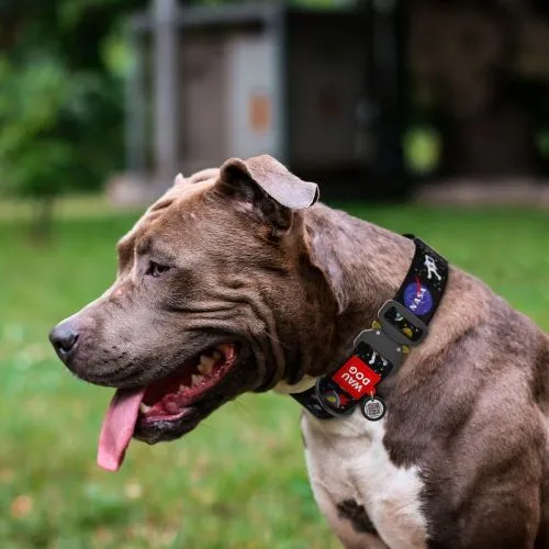 Нашийник для собак нейлоновий Collar WAUDOG Nylon з QR паспортом, малюнок "NASA", металева пряжка-фастекс, XXL, Ш 35 мм, Дл 46-70 см (4535-0047) - фото №2