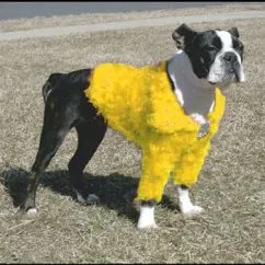 Кофточка Doggyduds SHAGGY SHRUG одежда для собак , M , Золотая (15760)